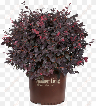 red diamond loropetalum in branded pot - red diamond mid-sized loropetalum, evergreen shrub