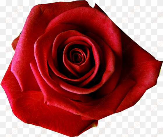 red flower clipart flower transparent background - transparent background red rose