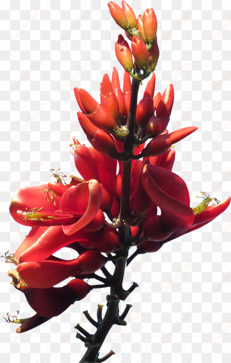 red flowers png pic - australian native plants transparent background