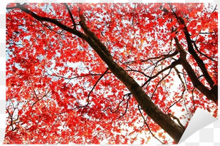 red japanese maple tree in the park wall mural • pixers® - japanese maple
