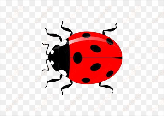 red ladybug png hd - clip art