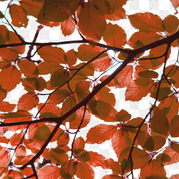 red leaves element, tree, nature, vector png and vector - leaf