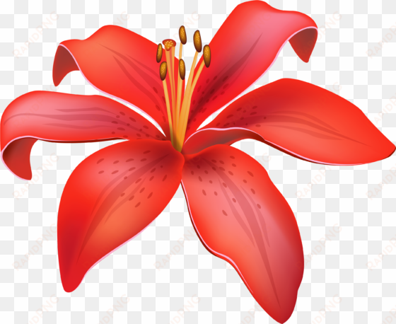 red lily flower png clipart - lily clipart