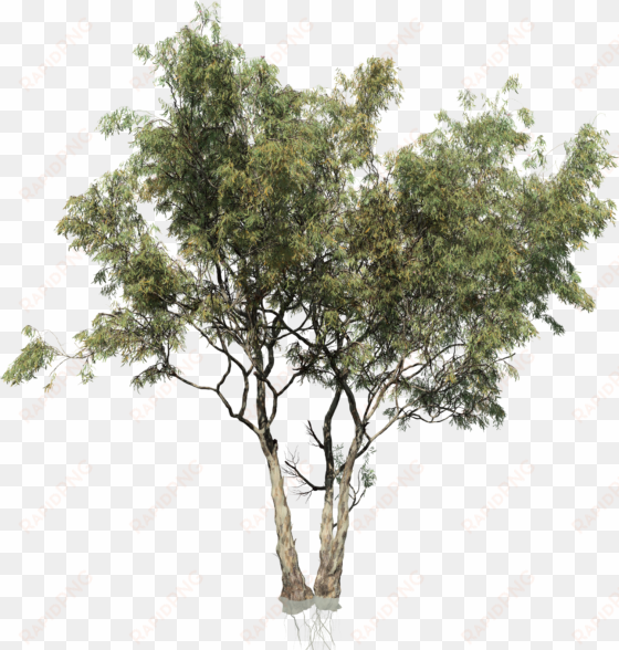 red - multi stem tree png