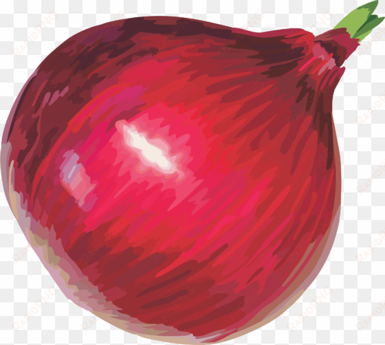 red onion clipart