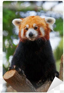 red panda 100 page lined journal: blank 100 page lined