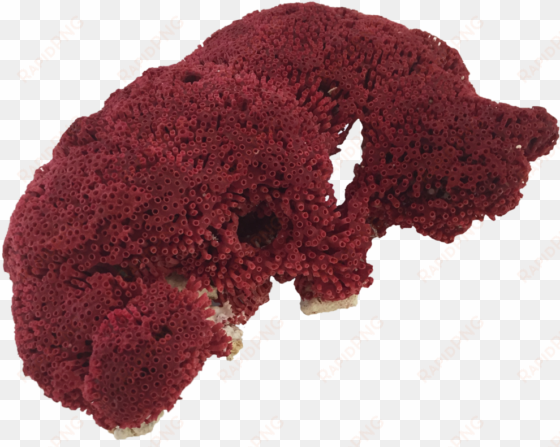 red pipe organ coral