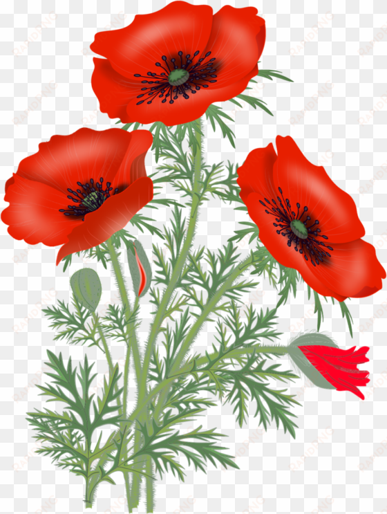 red poppies, poppy flowers, flower pictures, flower - red poppy flower png