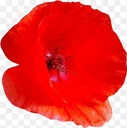 red poppy flower png