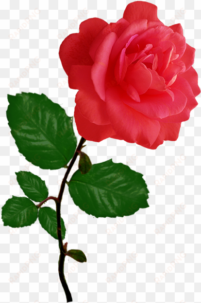 red red rose clipart - rose clipart png