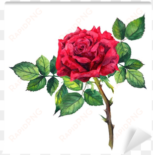 red rose flower - plant stem