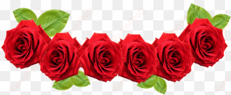 red rose flower - red flower crown transparent