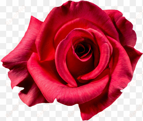 red rose flower top view png image - top view red rose