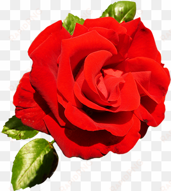 red rose for valentine's day - valentine's day