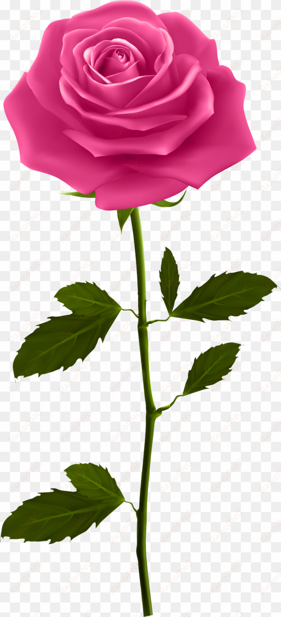 red rose petals png download - pink rose with stem