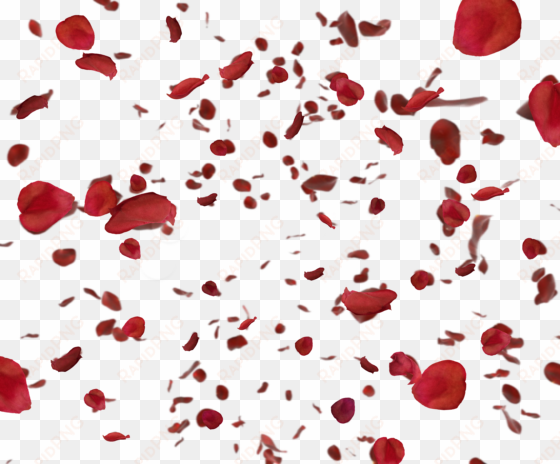 red rose petals png - 薔薇 花びら フリー 素材