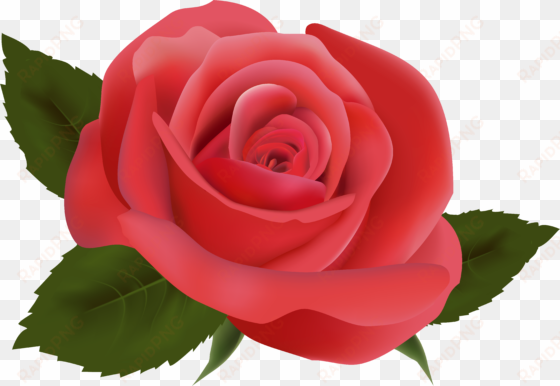 red rose png image clipart - imagens coloridas de flor