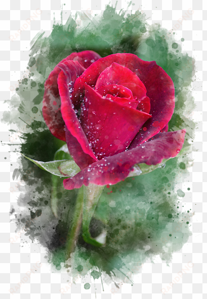 red rose watercolor art by christina rollo - thank you red rose