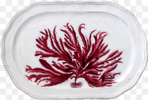 red seaweed platter - red seaweed