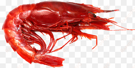 red shrimp png pic - red shrimp png
