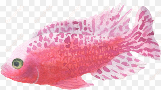 red spotted fish watercolor transparent decorative - watercolor painting