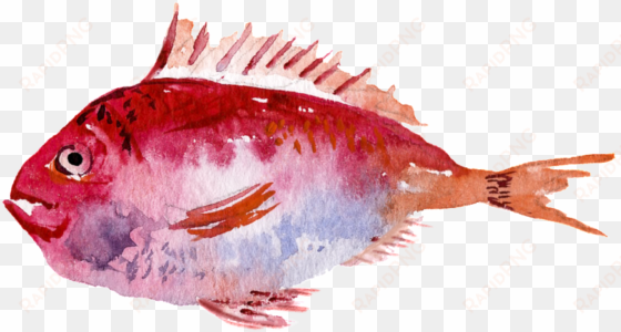 red watercolor hand painted goldfish transparent - watercolor painting