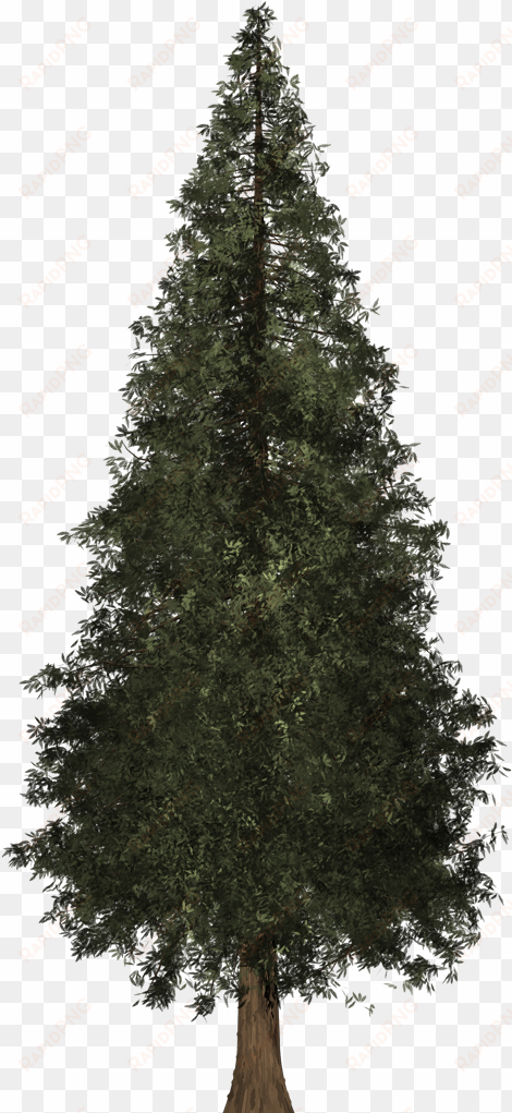 redwood tree png image freeuse - fir tree 3d model