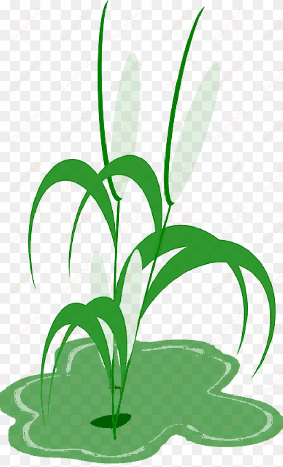 reed plant cob green leaves - planta de milho png