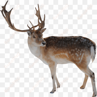 reindeer looking - reindeer png