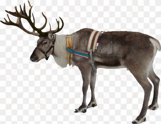 reindeer png