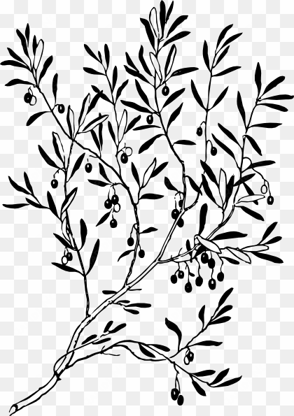 related coloring pages - olive tree branch graphic