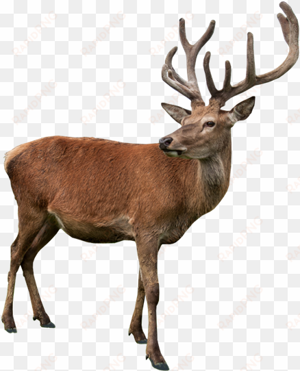 Related Wallpapers - Deer Statue transparent png image