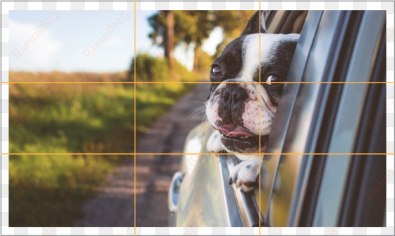 remembering the rule of thirds may be hard to apply - adjustable dog pet car safety seat belt restraint lead