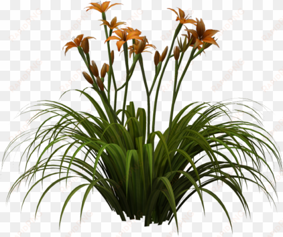 rendered in poser pro 2012 please download for full - lily plant png