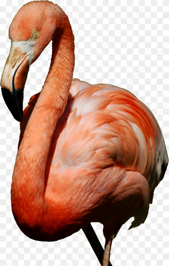 report abuse - american flamingo journal: 150 page lined notebook/diary