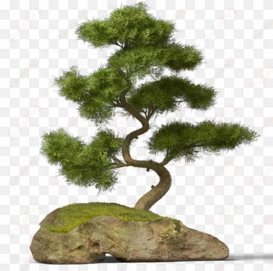 report abuse - bonsai pine tree png