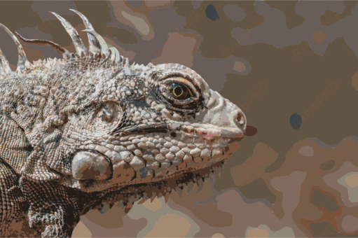 Reptile Eastern Collared Lizard Green Iguana Black - Common Iguanas transparent png image