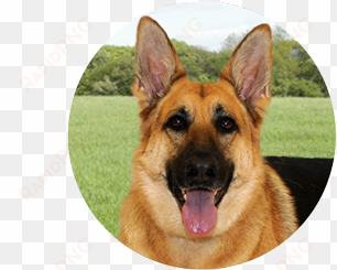 requirements - old german shepherd dog