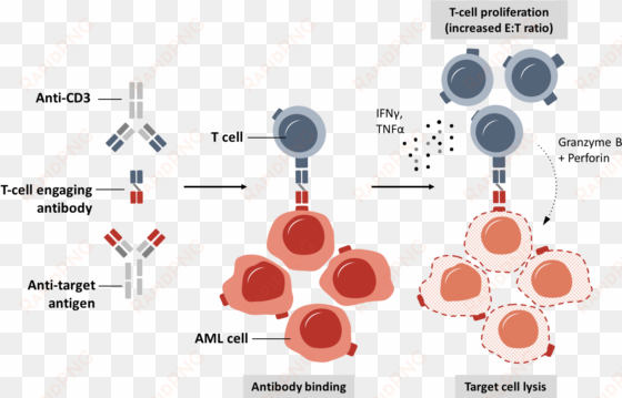 research antibodies - research