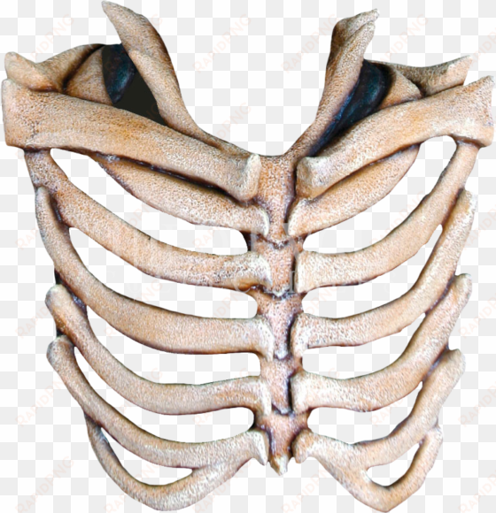 rib cage free download png - rib cage bone png