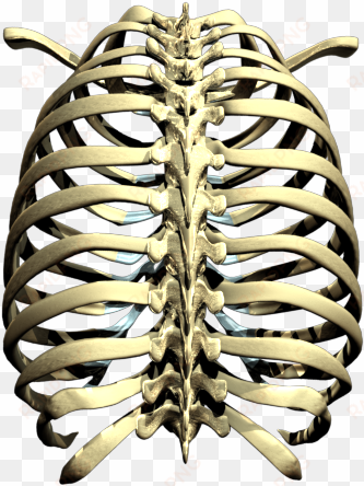 rib cage png picture - rib cage png