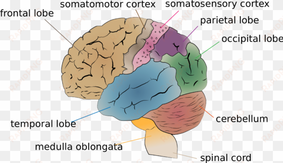 ritesh bawri - human brain