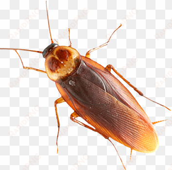 roach png - american cockroach transparent background