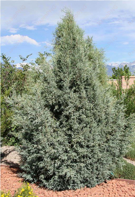 rocky mountain juniper