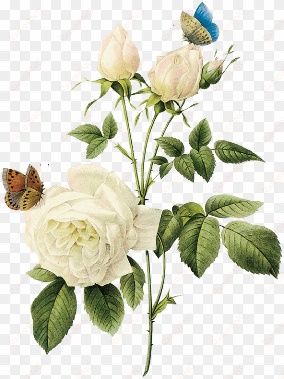 rosa, rosa tan maravillosa rosa blanca - white vintage flowers png