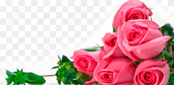 Rosas Rosas - Set Of 3 Pearl Bracelets transparent png image