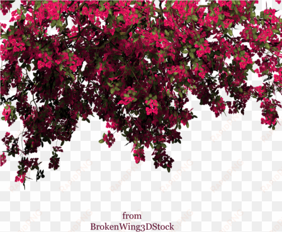 rose bush clipart bougainvillea plant - bouganville psd