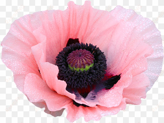 rose clipart png tumblr - poppy flower transparent background