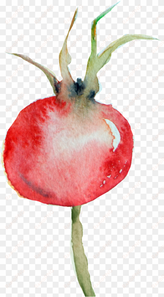 rose hip