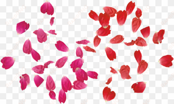 rose leaves, png tumblr, adobe photoshop - draw a rose petal